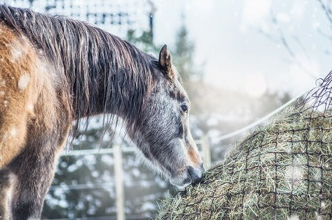 Equine Cushing's Disease (PPID) - Advice from Dr. Getty