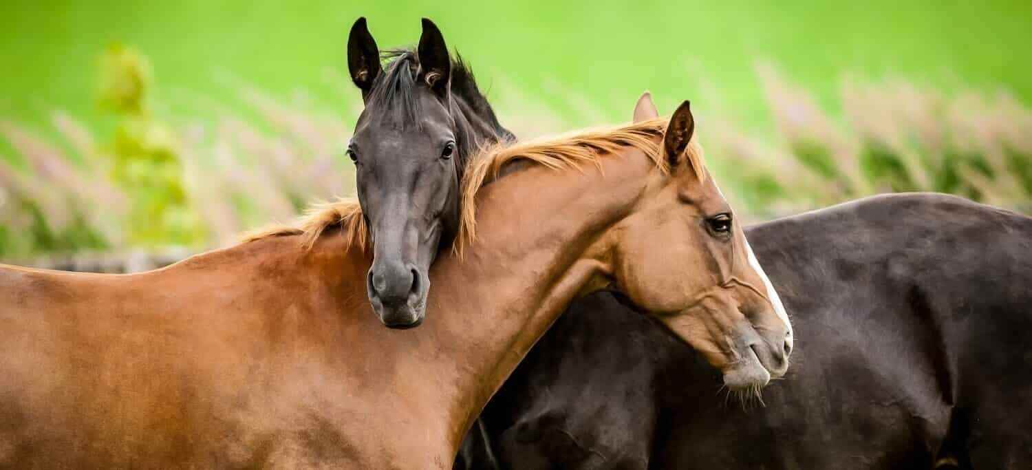 Two happy horses standing in a field.