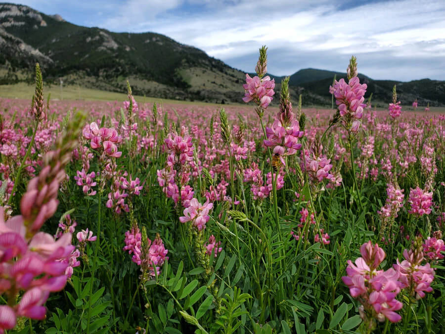 Sainfoin pellets