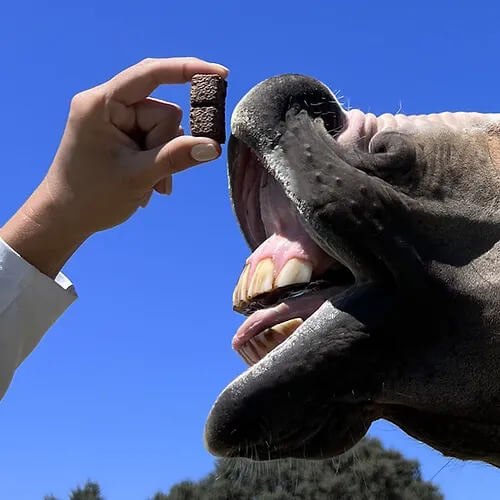 Super Food Horse Treats