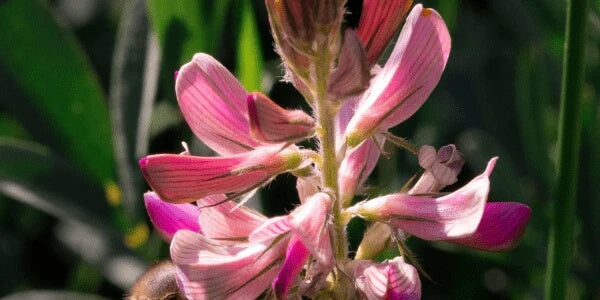 Sainfoin pellets from Heavenly Hay